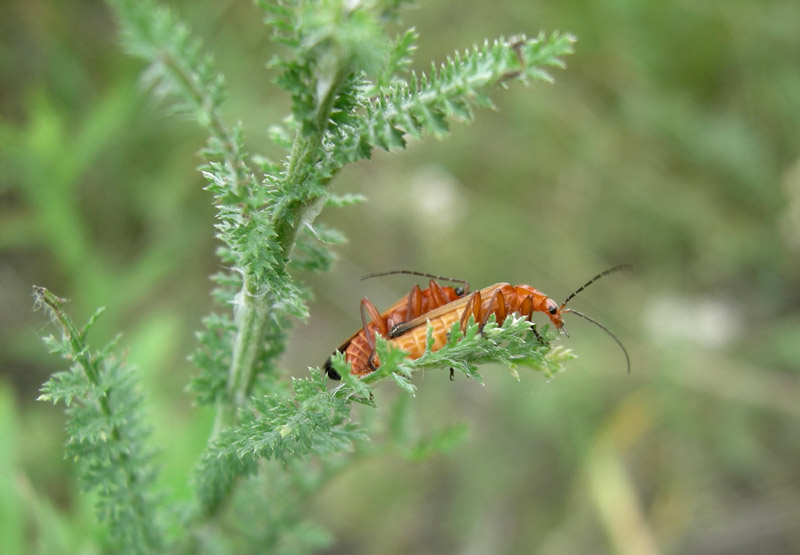 Rhagonycha fulva