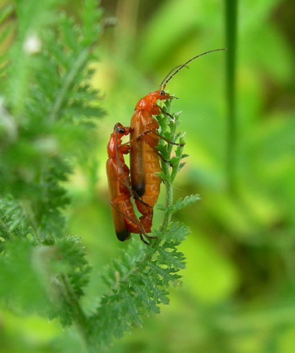 Rhagonycha fulva