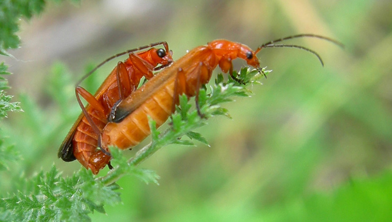 Rhagonycha fulva