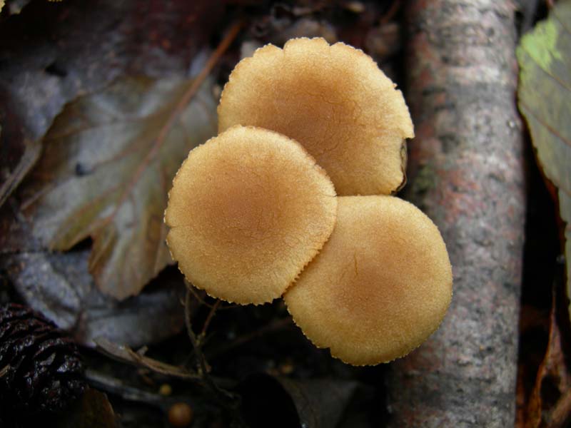 10 funghi da determinare...