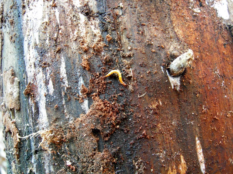 Larve di coleotteri e ditteri
