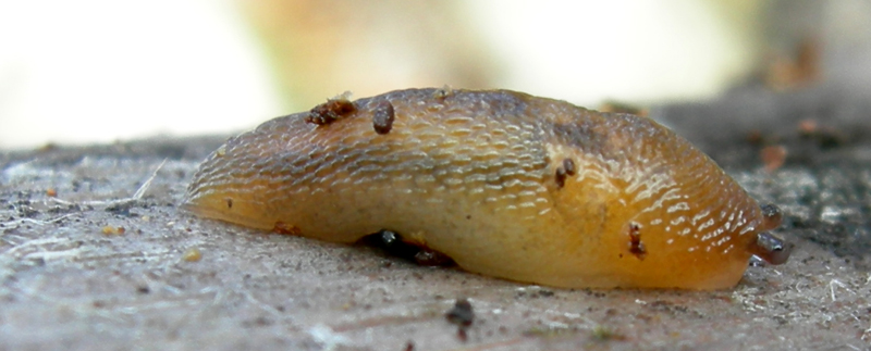 Una Limacidae da Castelr de la Groa (TN)