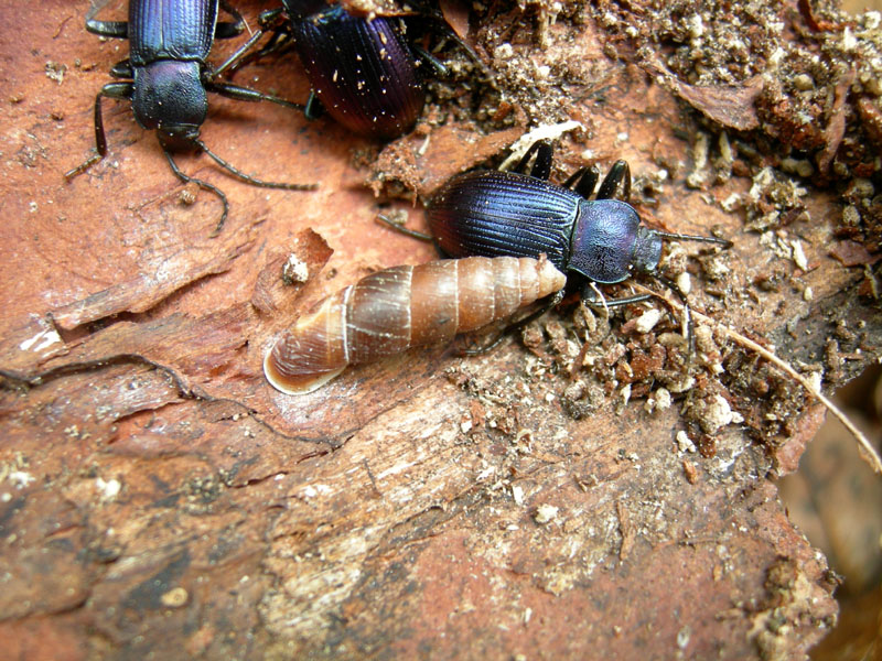 Charpentieria (Itala) itala (Martens, 1824)