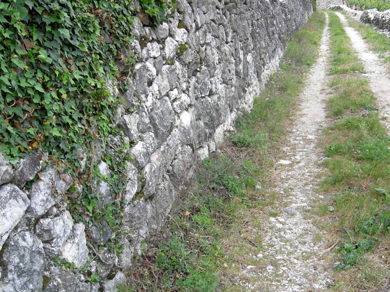 Limax maximus da Besenello (TN)