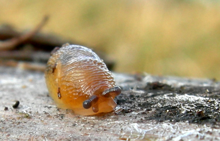 Una Limacidae da Castelr de la Groa (TN)