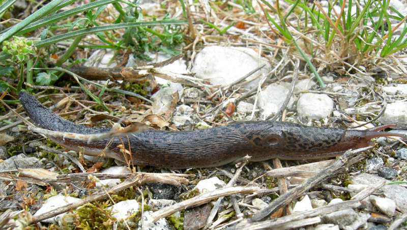 Limax maximus da Besenello (TN)