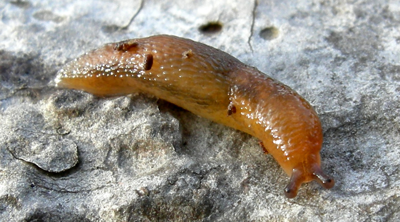 Una Limacidae da Castelr de la Groa (TN)