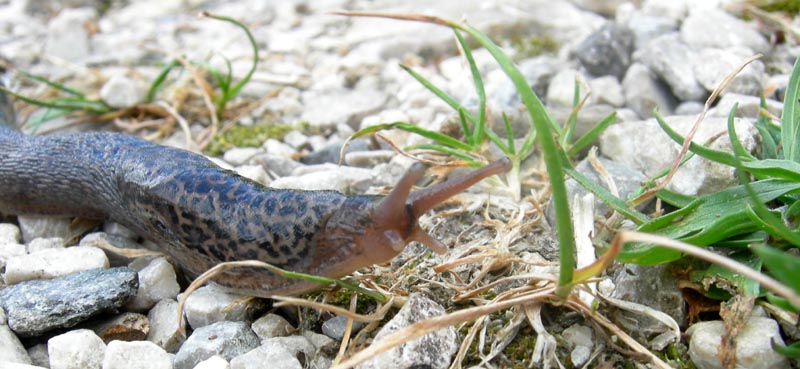 Limax maximus da Besenello (TN)