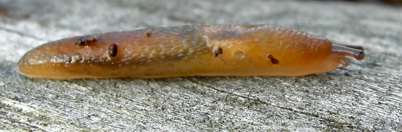 Una Limacidae da Castelàr de la Groa (TN)