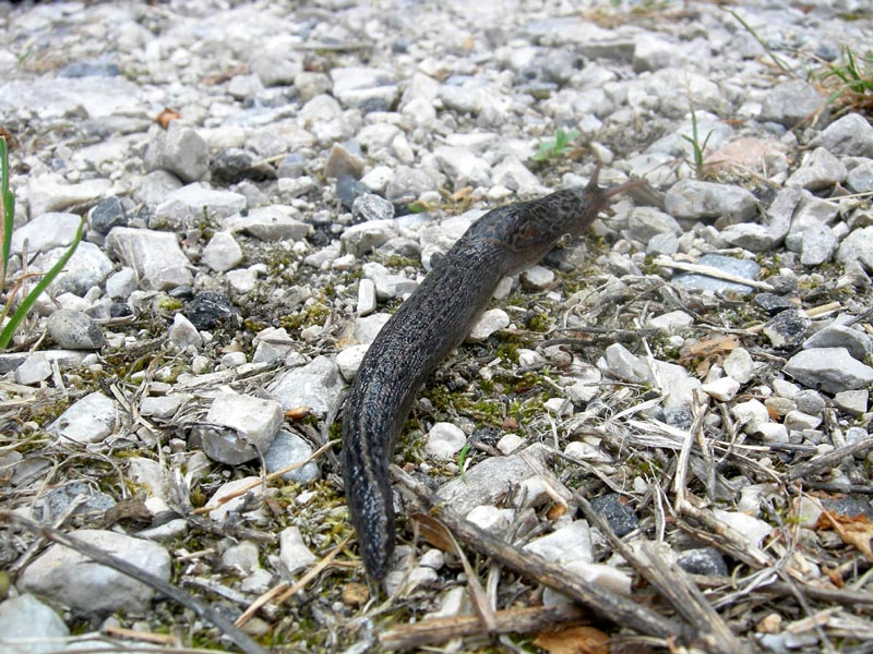 Limax maximus da Besenello (TN)