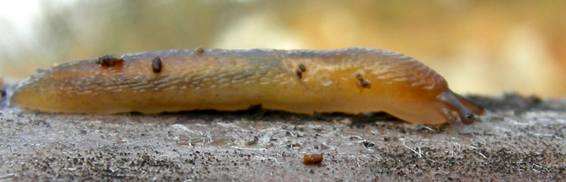 Una Limacidae da Castelr de la Groa (TN)