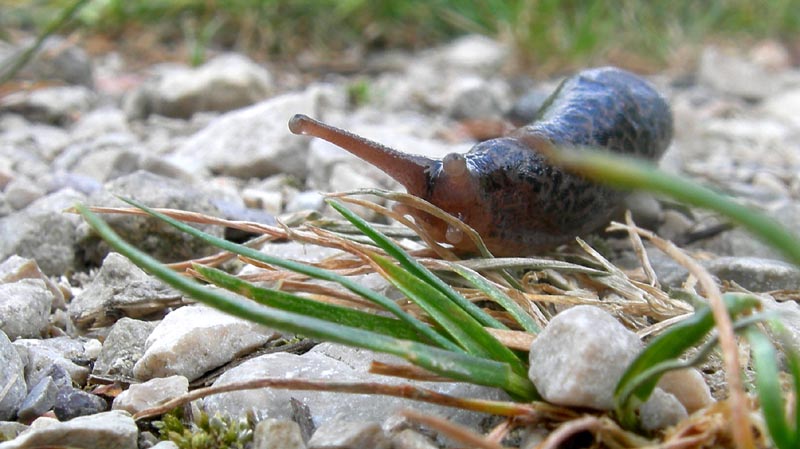 Limax maximus da Besenello (TN)