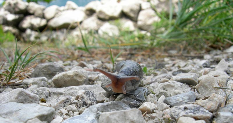 Limax maximus da Besenello (TN)