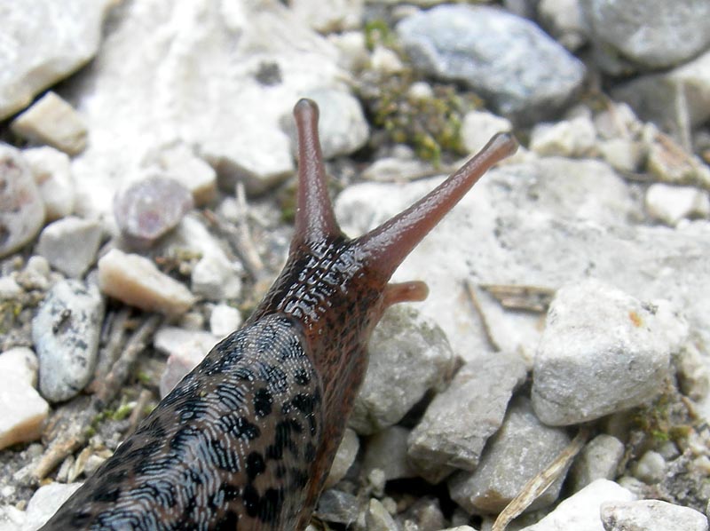 Limax maximus da Besenello (TN)