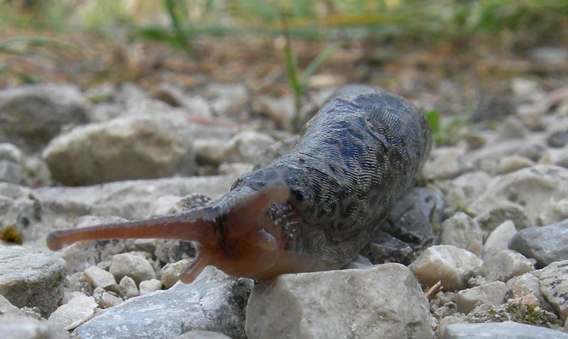 Limax maximus da Besenello (TN)