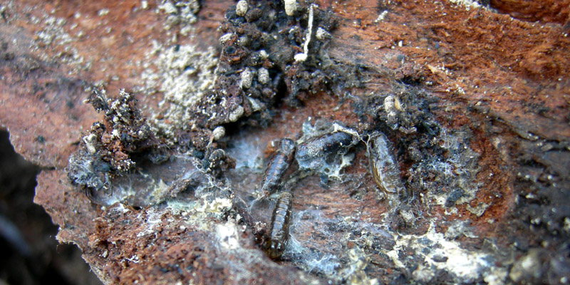 Larve di coleotteri e ditteri