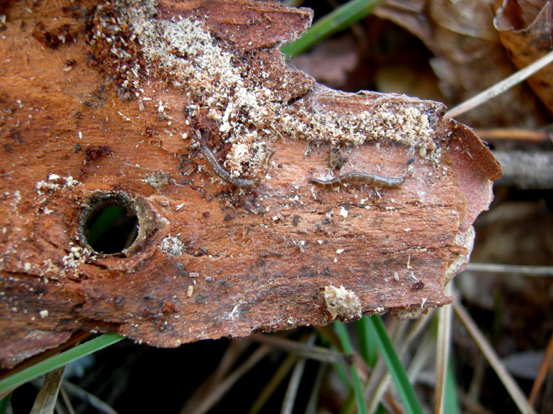 Larve di coleotteri e ditteri
