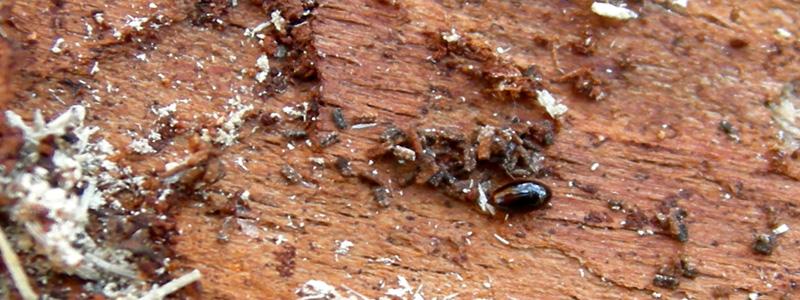 Scaphisoma sp.