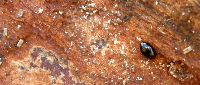 Scaphisoma sp.