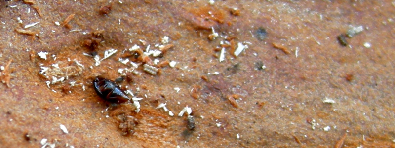 Scaphisoma sp.