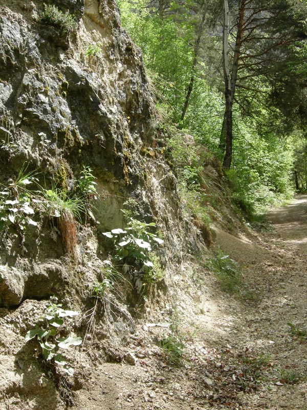 Deroceras dal Trentino