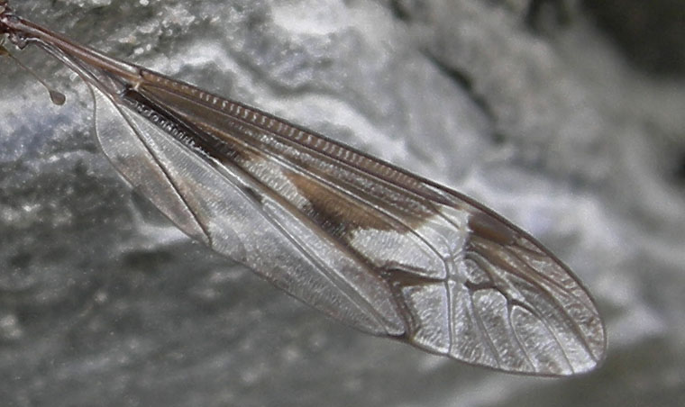 Tipula sp.