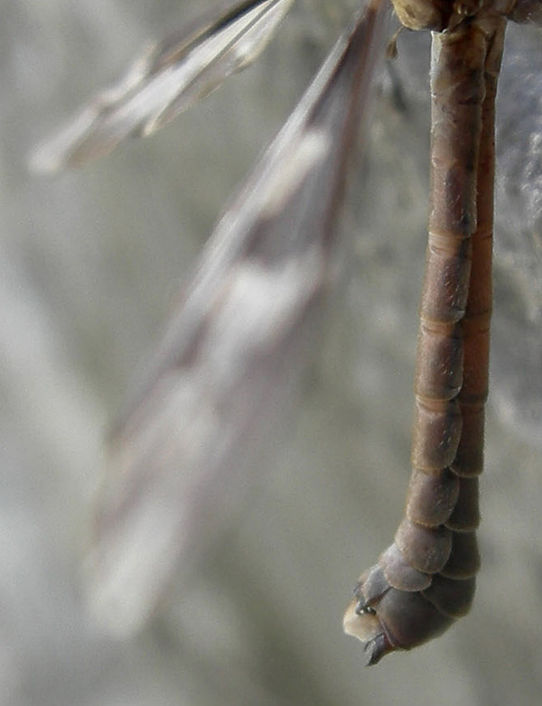 Tipula sp.