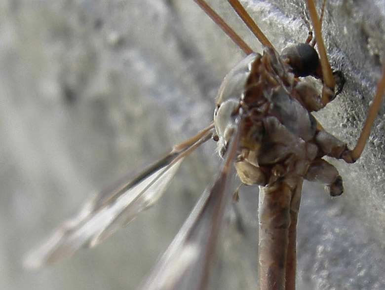 Tipula sp.