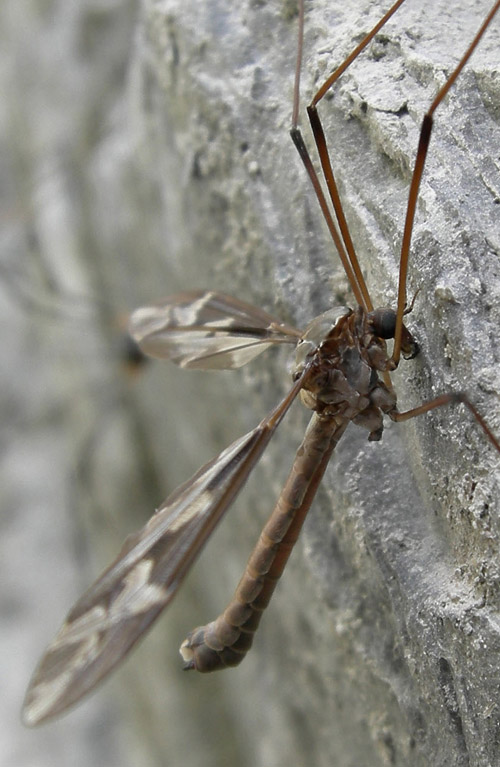 Tipula sp.