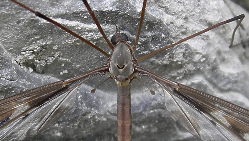 Tipula sp.