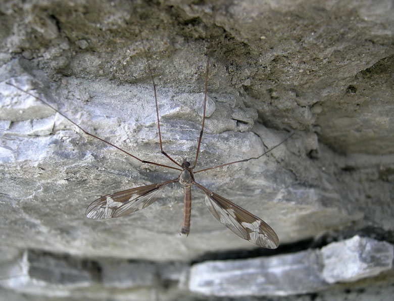 Tipula sp.