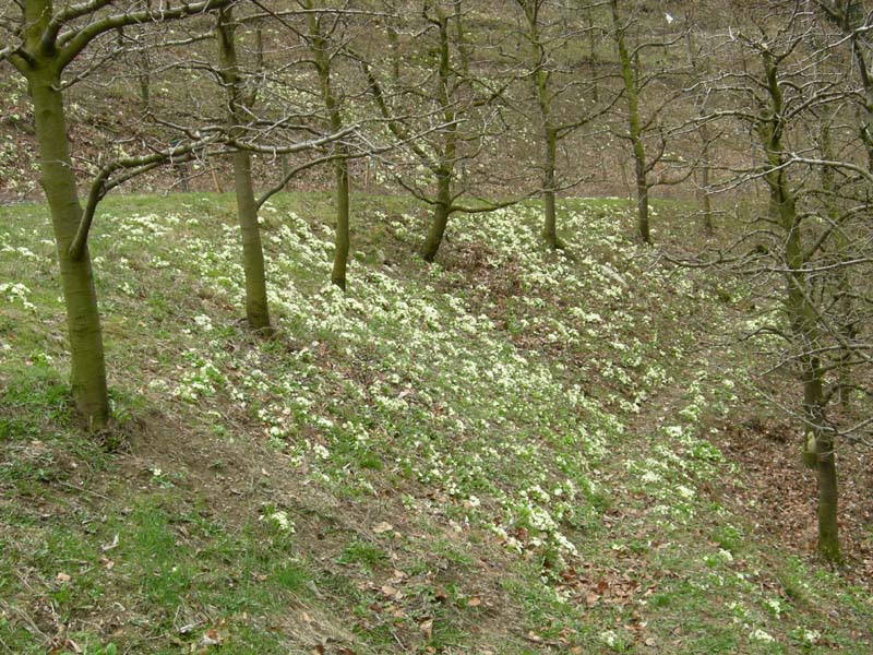 Un Deroceras (?) dal Trentino
