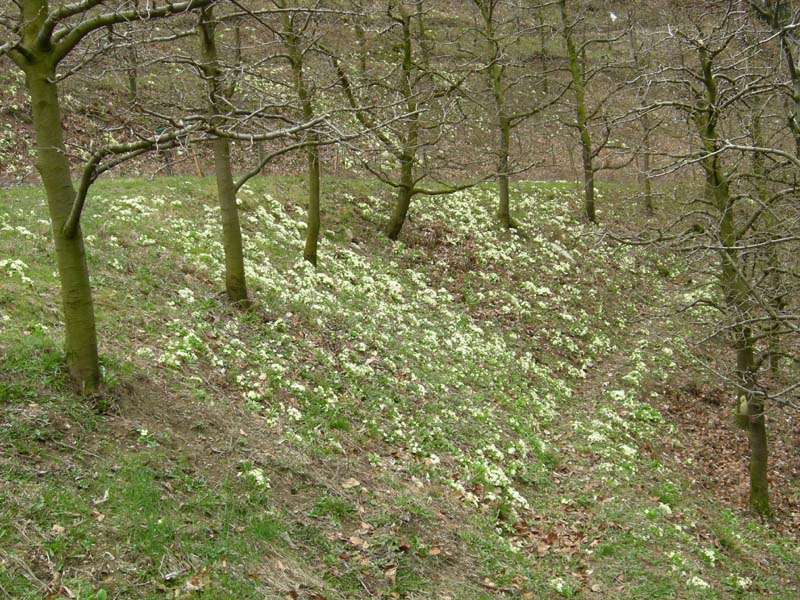 Un Deroceras (?) dal Trentino