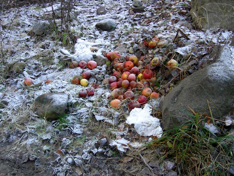 A caccia di Pleurotus.....parte2.