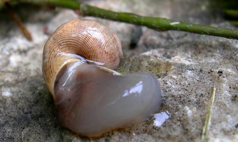 Pomatias elegans......morta !!!