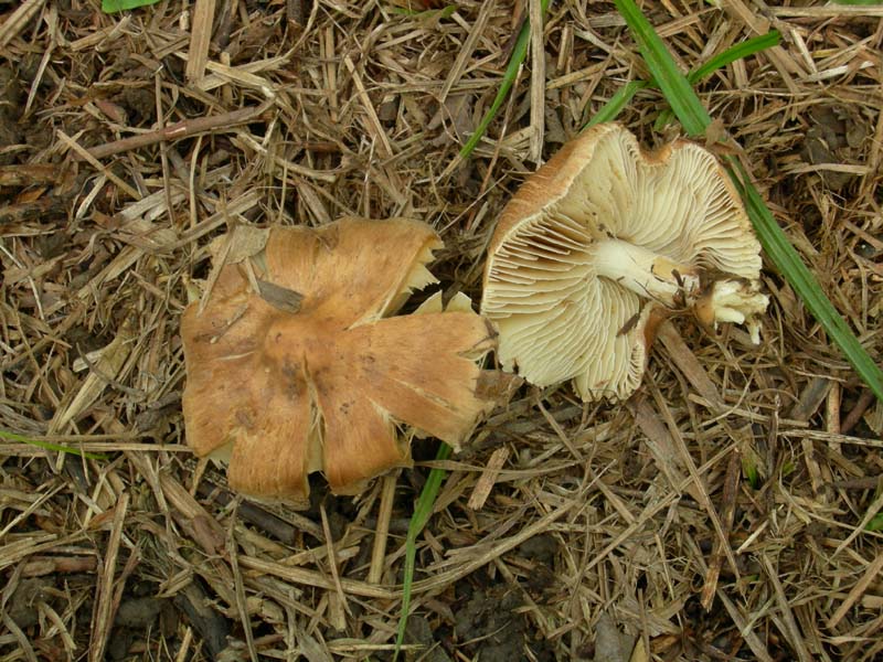 10 funghi da determinare...