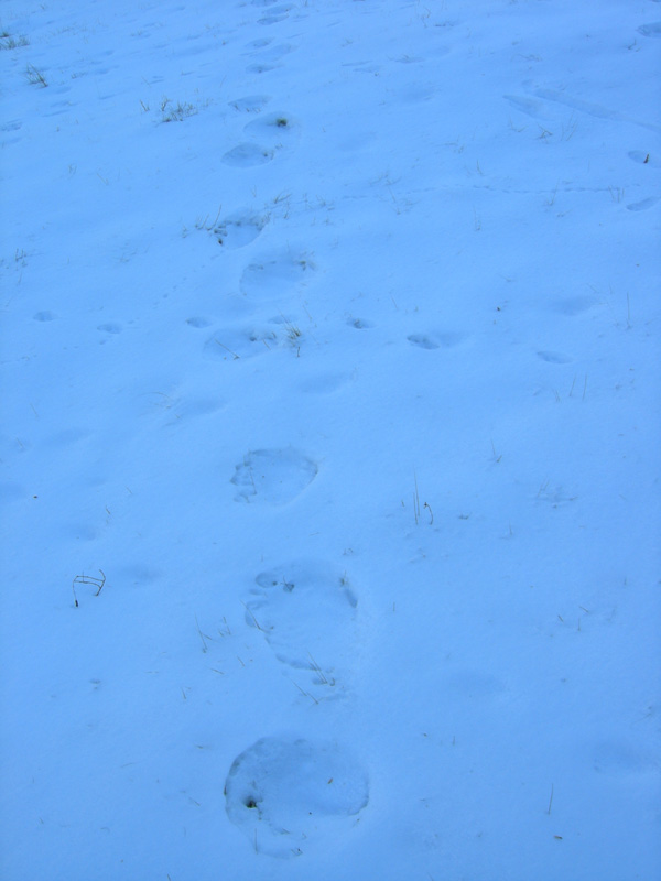 Ursus arctos.....le tracce e le orme