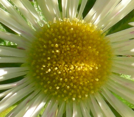 Senecio inaequidens ed Erigeron annuus