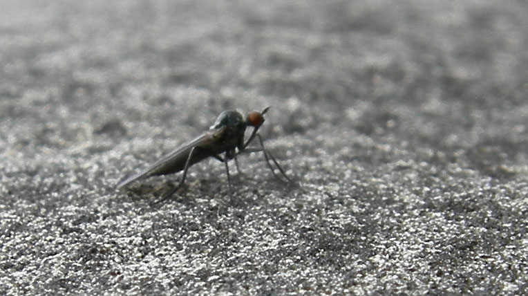 Empididae