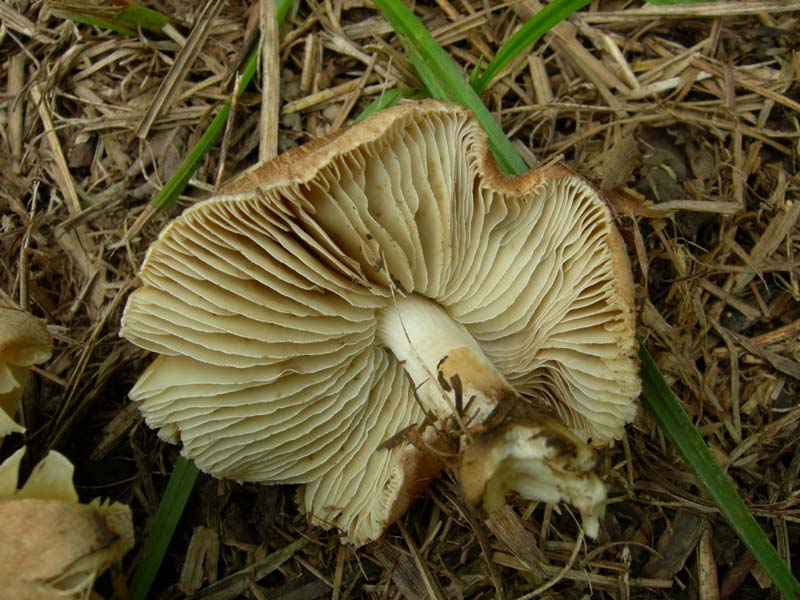 10 funghi da determinare...