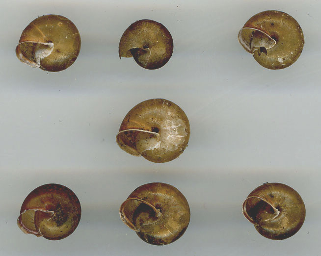 Euomphalia strigella e Monachoides incarnatus (O.F. Mller, 1774)