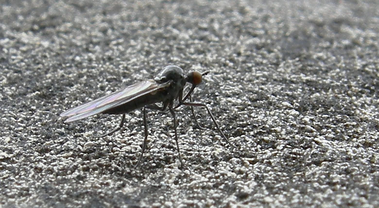 Empididae