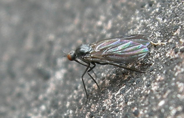 Empididae