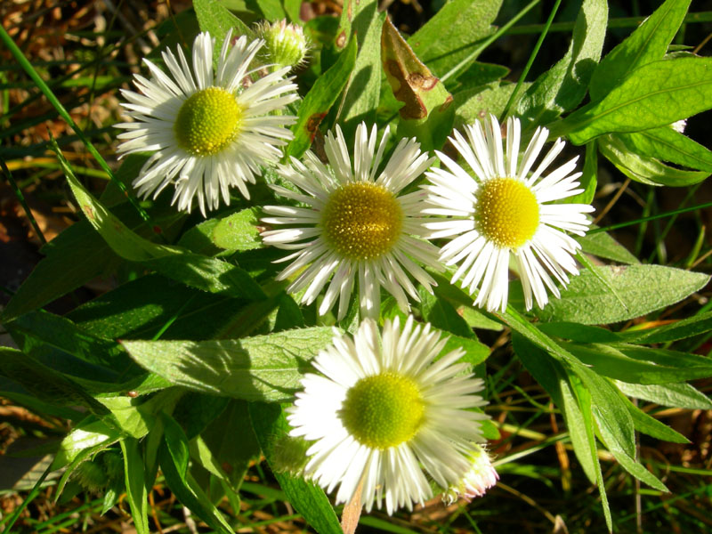 Senecio inaequidens ed Erigeron annuus
