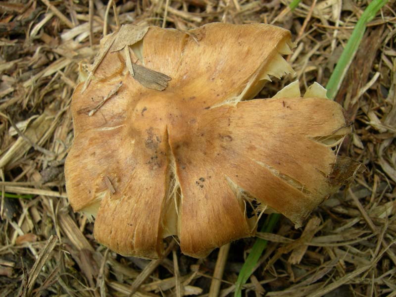 10 funghi da determinare...