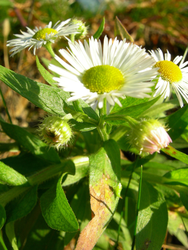 Senecio inaequidens ed Erigeron annuus