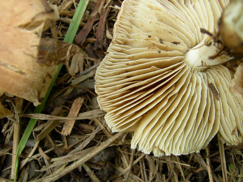 10 funghi da determinare...