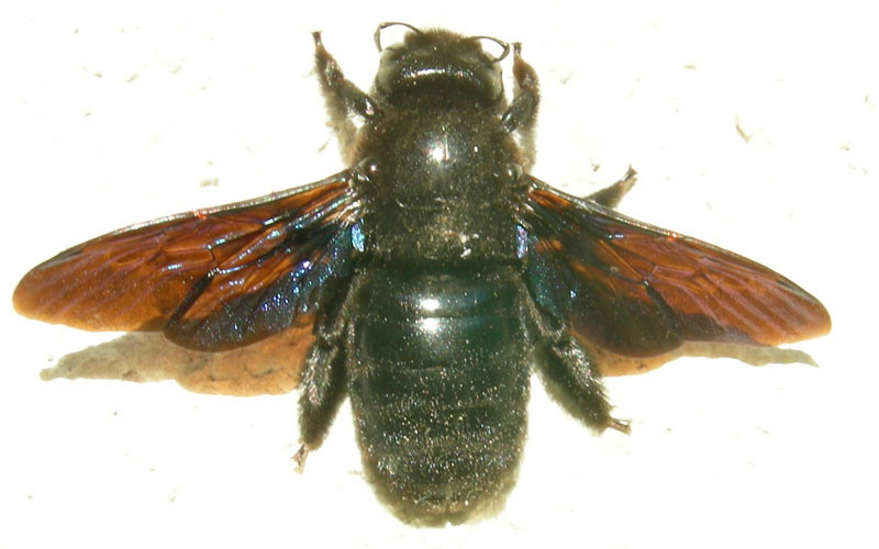 Apidae Xylocopinae: Xylocopa sp.