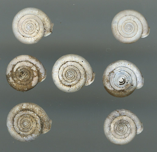 Helicodonta obvoluta