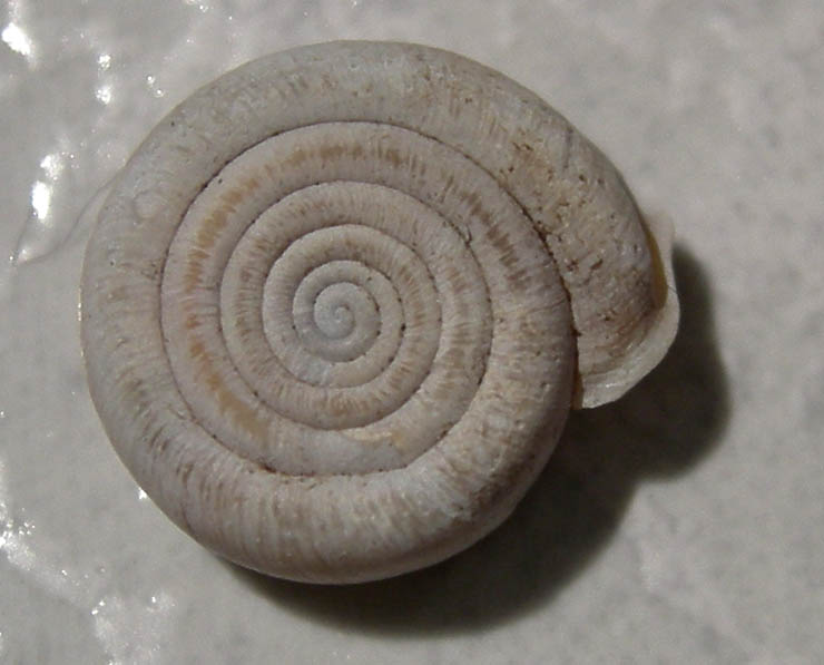 Helicodonta obvoluta